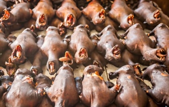 Κίνδυνοι από την κατανάλωση κρέατος νυχτερίδας